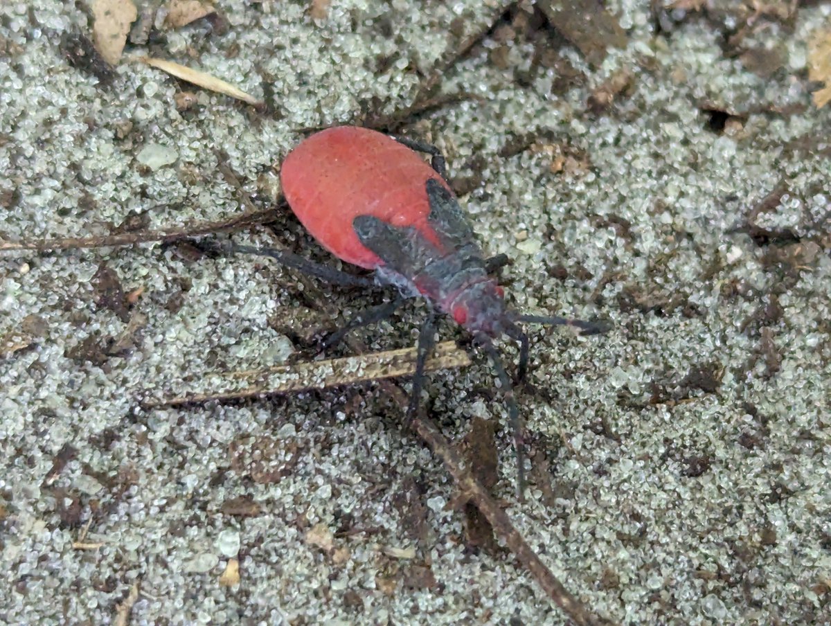 This little guy appears to have a major case of pink eye.