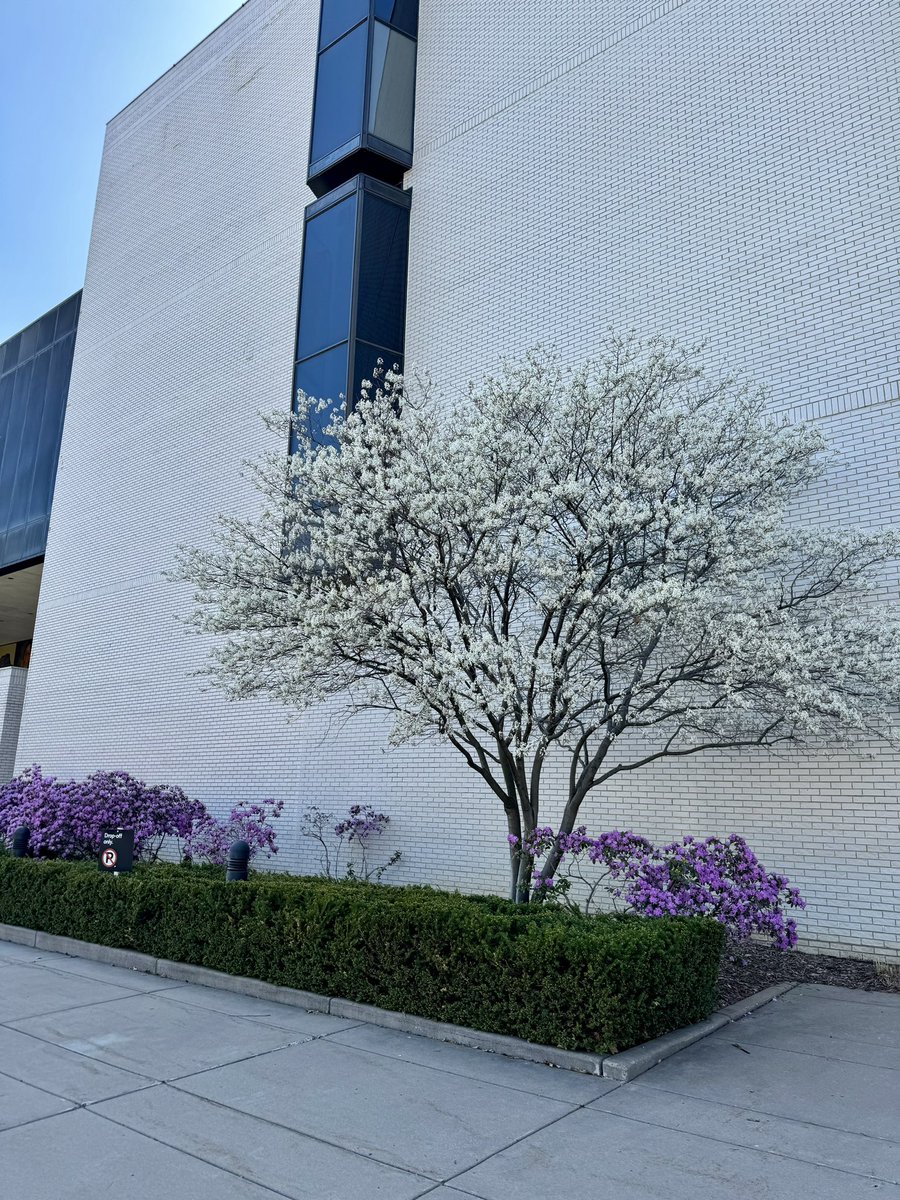 i stopped to take a photo of the flowering trees outside the minneapolis institute of art and a woman walking by turned to me to say

“The art starts outside, doesn’t it?” 

:)