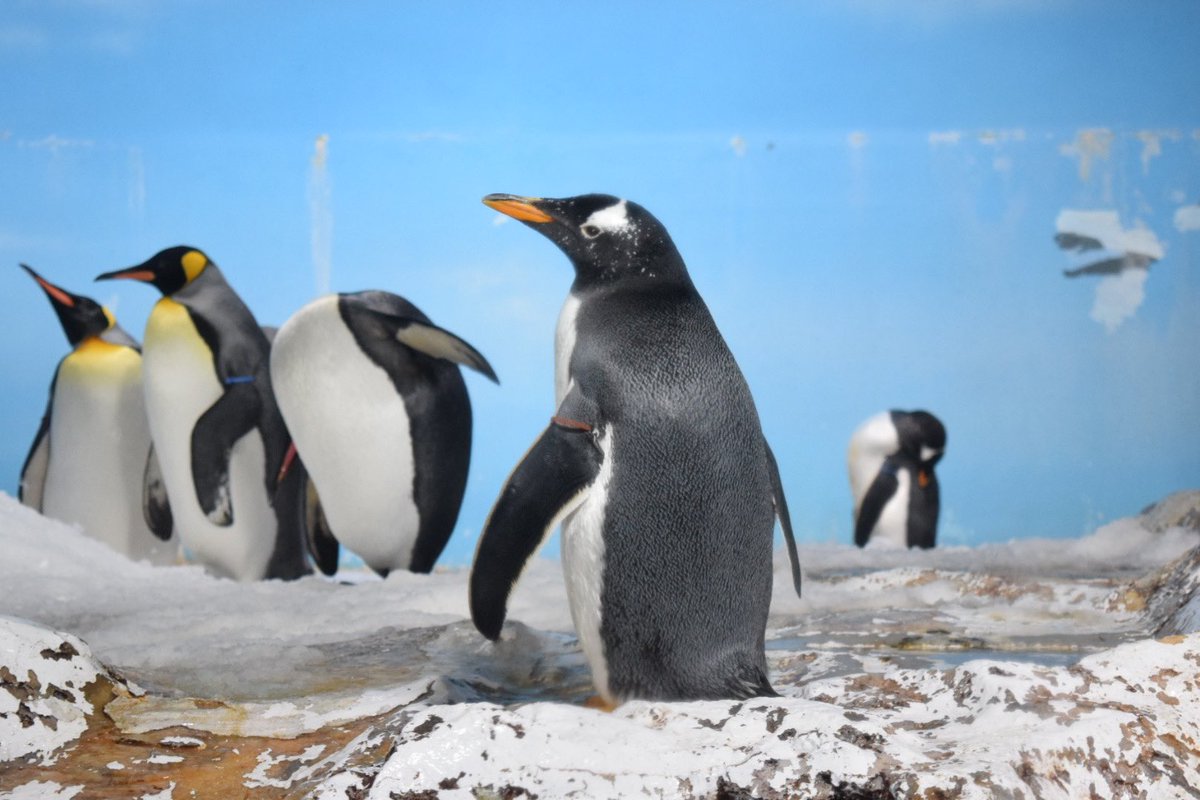 見返り美ペン🐧

#ジェンツーペンギン 
#鴨川シーワールド 
#世界ペンギンの日 
#後ろの子もちゃんとお顔あります