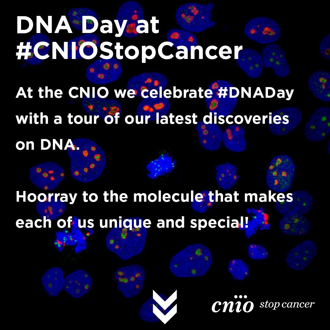 Join us in a tour though the latest #CNIOStopCancer DNA research.🧬 Read our #DNADay thread 🪡🔬👇