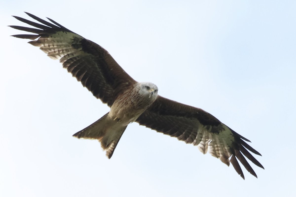 We are definitely seeing the Red kite, Milvus milvus more regularly here in the South West. And this beauty was spotted over Seaton Wetlands last week 🦅 A raptor that was on the brink of extinction in the UK; now has recorded over 4400 pairs (2016, BTO) 🥰 📸 Sue Smith