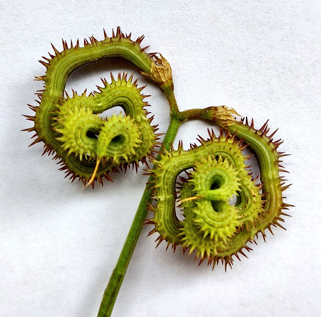pjimmej's tweet photo. These otherworldly things are... legumes! What you see are two fruits from the genus Scorpiurus. The name derives from the Latin 'scorpius' -Scorpion- and the ancient Greek 'urus' -tail-, clearly referring to the shape of the spiny recurved legumes. Luckily these don't sting! https://t.co/bCrrix3qqB