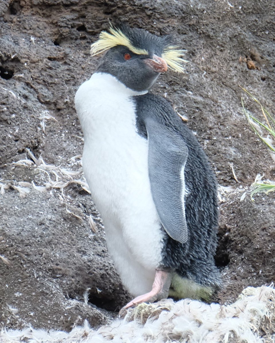 Happy #WorldPenguinDay ! I spotted this magnificent Rockhopper on Tristan earlier this year. #TristandaCunha #IslandLife