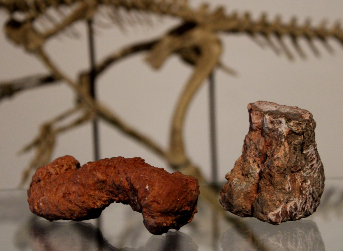 Foi publicado o primeiro artigo da minha tese de doutorado!

Nele, descrevemos novos materiais de lagerpetídeos encontrados em rochas de 230 milhões de anos do Triássico de Santa Maria-RS.

Foto por Rodrigo Müller