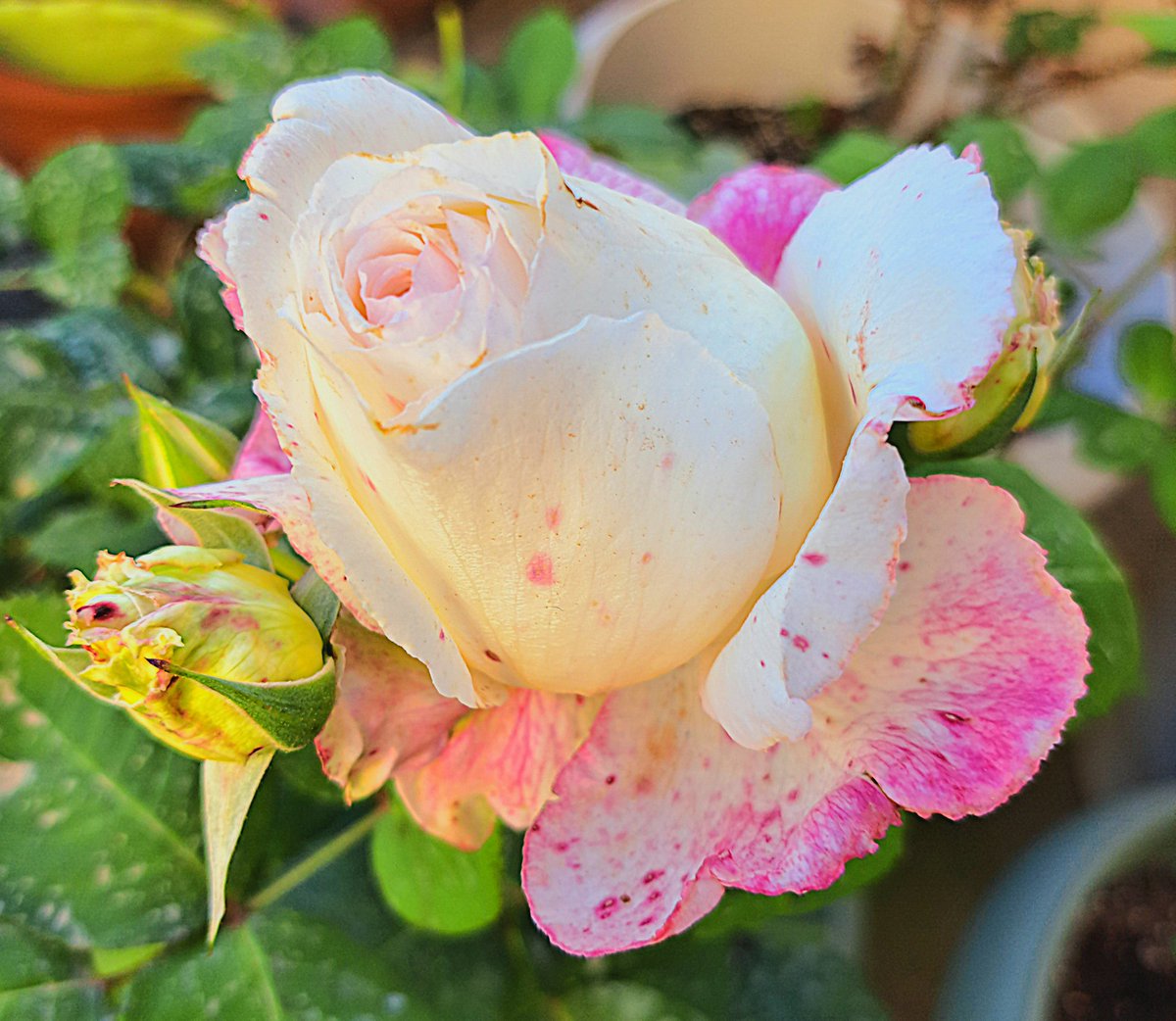 #roses in #April2024 #PhotographyIsArt 
#aromatic Ouzaki #ROSE