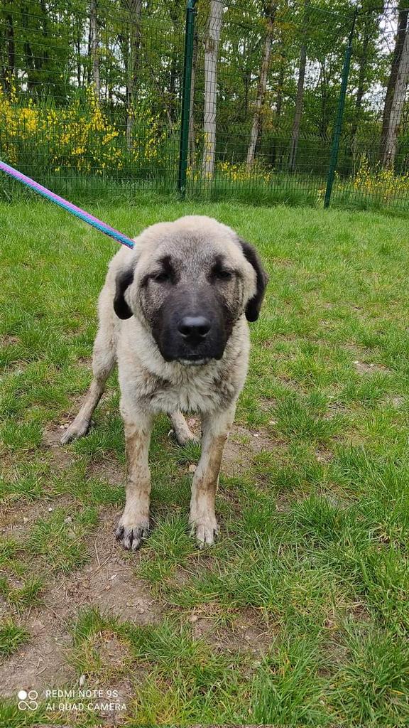 AdeaClaude's tweet photo. Département 45
Trouvé chien
Non identifié
Sur la commune de DORDIVES 
Si vous êtes le propriétaire ou si vous le connaissez merci de contacter le 02.38.66.38.32 https://t.co/eoudJjPTse