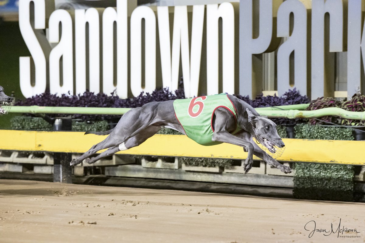 Austscapes's tweet photo. Past the post photos from Sandown 25th April 2024 can be viewed, and purchased, from the following link https://t.co/1Ofoz03uou
@GRV_News  @sandowndogs  @DimityMaher @RacingGreyhound  @GreyRecorder  @peitae @CanonAustralia https://t.co/9HhR4mgz6u