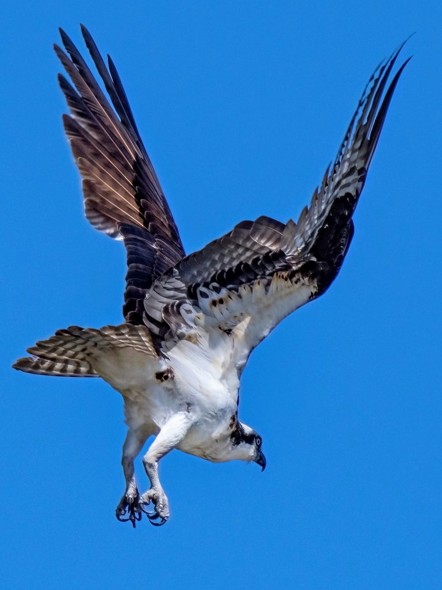 The Osprey about to grab a fish from Central Park's Harlem Meer. #birdcpp