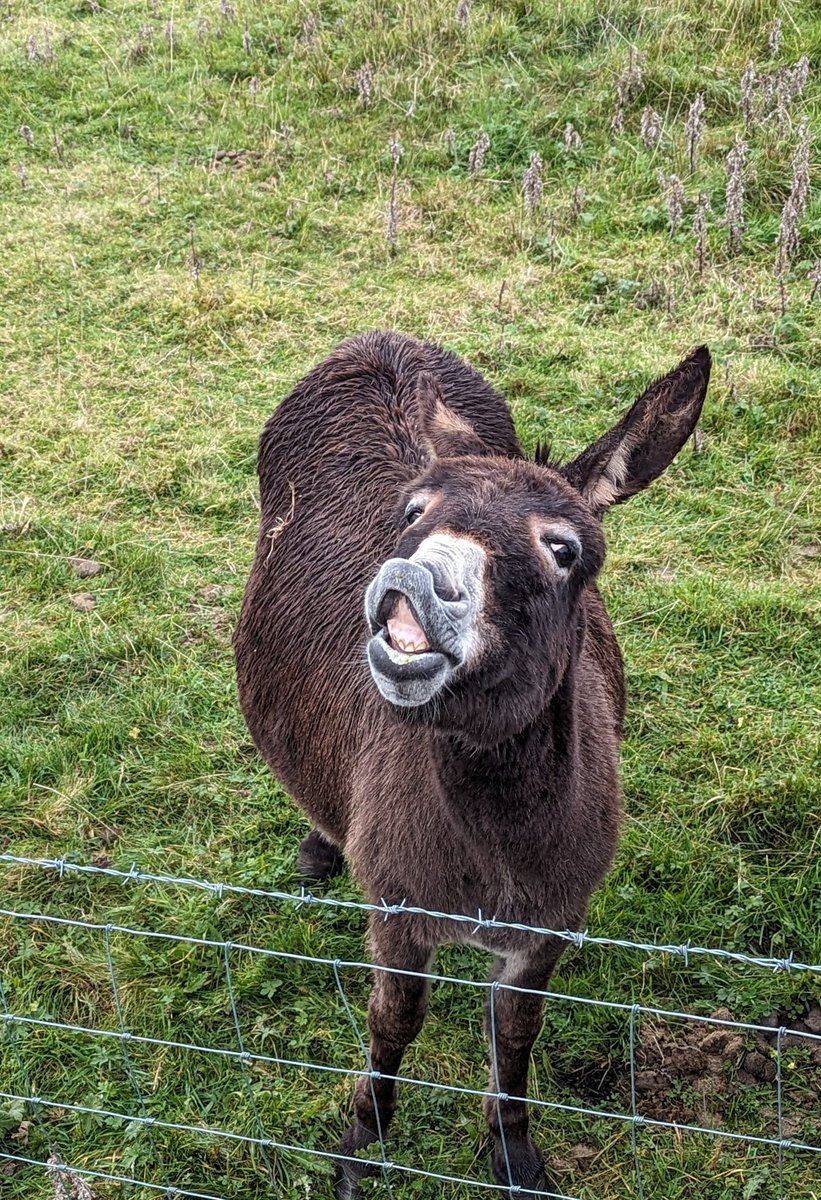 Not only are Achill donkeys the best, they also have lots to say! #achill #Donkey #donkeys #WEST @DonkeySanctuary @Achilloralhist