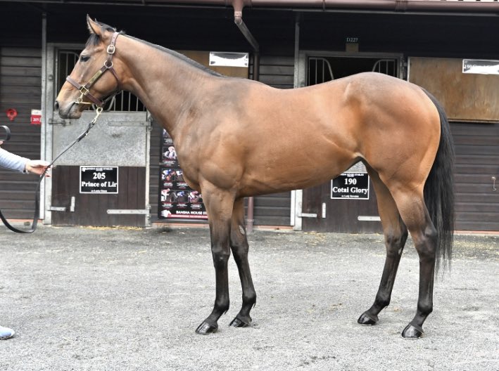 The @BanshaHouse are having a good week with SANDS OF MALI as their filly by him ex French Bid makes £150,000 @GoffsUK yesterday when bought by top judges @BlandfordBldstk