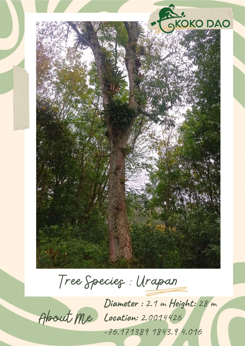 🌳 Meet today's #TreeOfTheDay! 🌳

🌸Did you know? 🐝 The Urapan tree produces vibrant, fragrant flowers that attract a variety of pollinators, playing a key role in maintaining the health of its habitat 🌸🐝

Comment your favorite pollinator bellow 👇