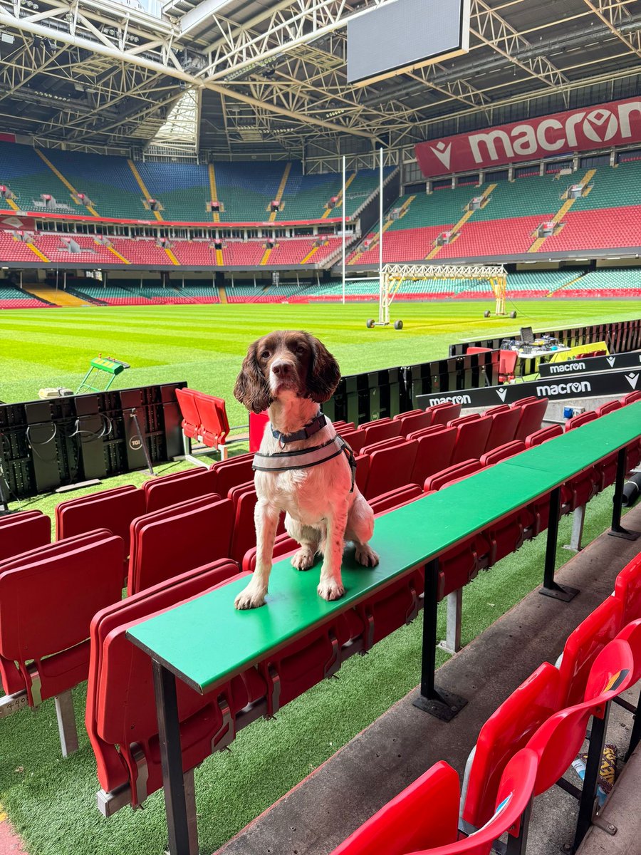 Here is a glimpse into the world of #UKISAR Canine Training, see the incredible journey of our four-legged heroes! 🐾 The #UKISAR Canine Team have a rigorous program, this week the team have been visiting multiple sites across Cardiff including various buildings, and open areas…