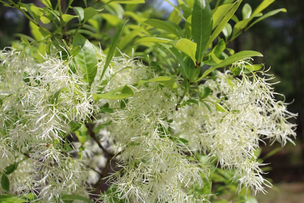 White fringetree, Chionanthus virginicus, is a small tree with creamy white pom-pom like flowers in April. It tends to grow into a rounded multi-stem tree with a mature height of 10’ - 20’. It is dioecious & has separate male & female trees.