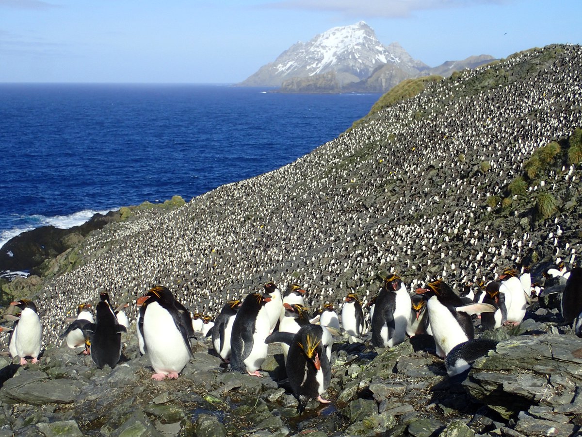 Happy #WorldPenguinDay! 1st up is the macaroni penguin from @GovSGSSI and @GovBAT Not to be confused with the pasta dish, this penguin species eats so much marine life they are considered the largest consumer of marine life of any sea bird. Mamma mia! 🧵1/4 📸Vicki Foster