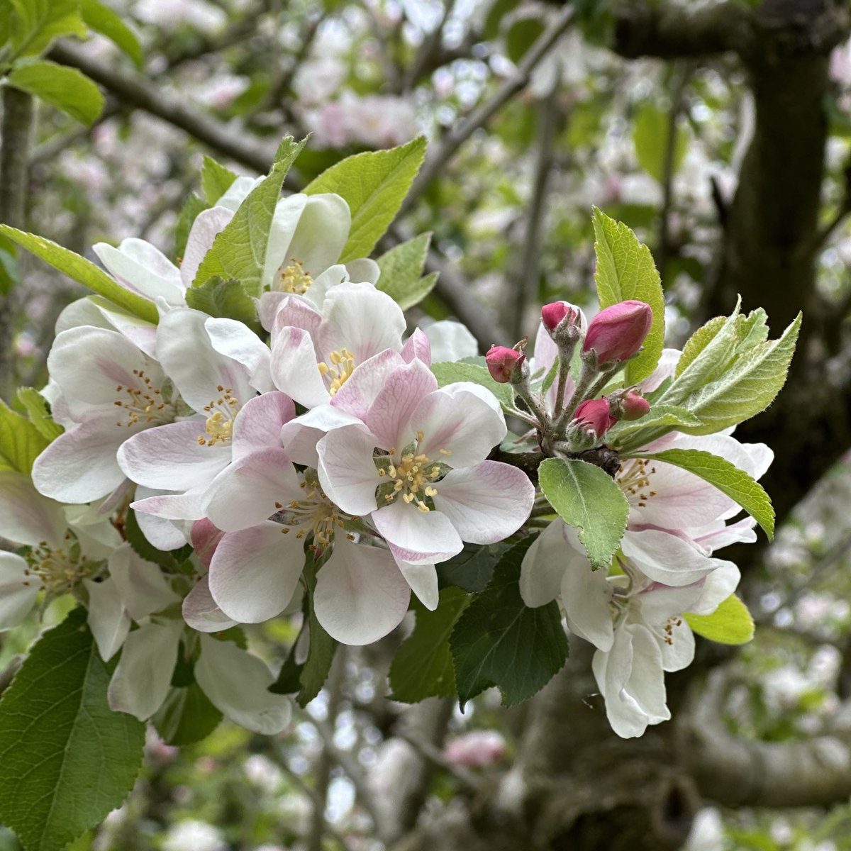 Apple blossom… 🤍🤍🤍 #garden #plant #tree #design #orchard #blossom