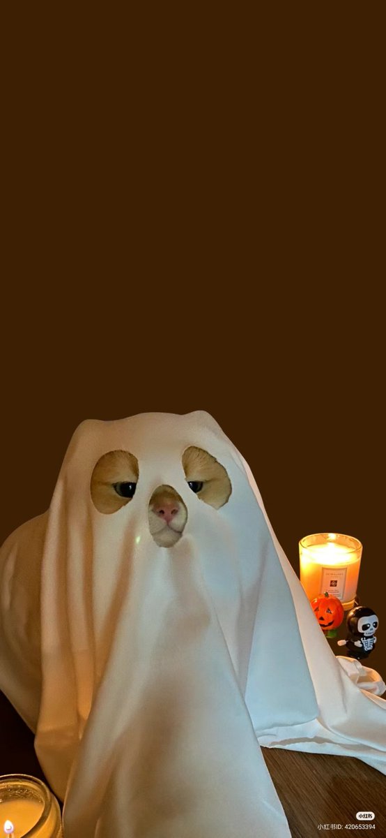 nocontextscats's tweet photo. 👻👻👻 https://t.co/9dqgw8X1z0