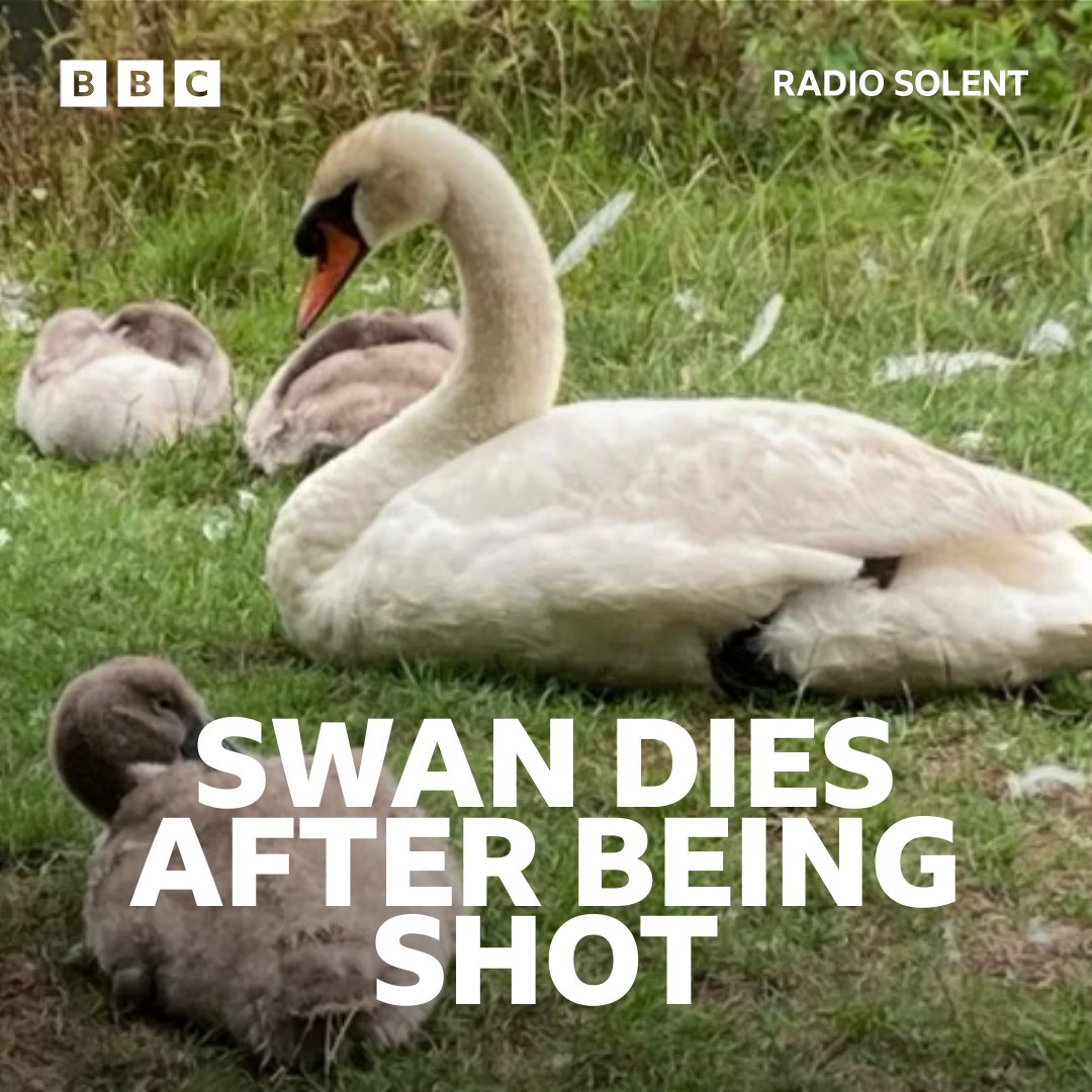 The swan was one of a pair which had previously bred together. ➡bbc.in/3QfhecL