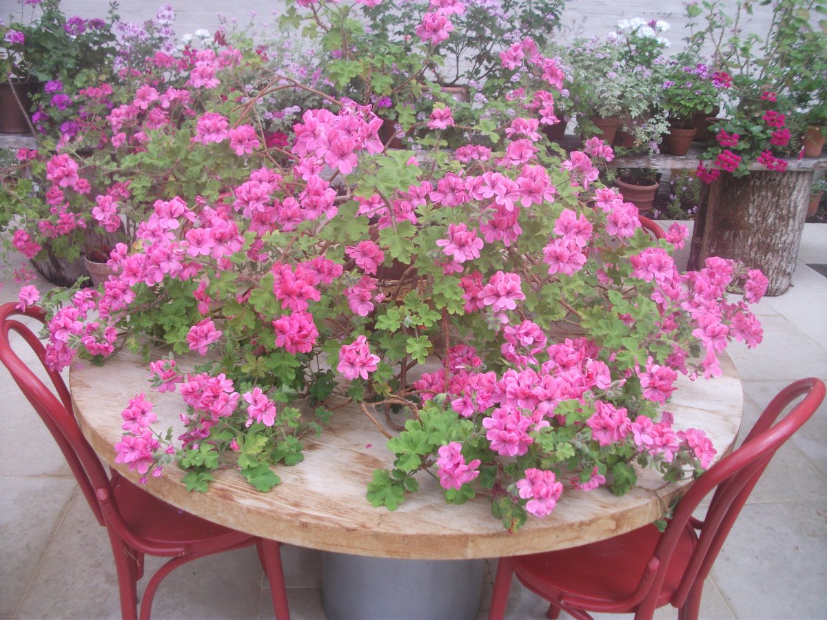 Rare Plant Fair (@rareplantfair) on Twitter photo Our next Fair takes place on May 12th, set in the beautiful gardens of Salthrop House, Nr. Swindon, the home of renowned designer <a href="/SophieConran/">Sophie Conran</a>. We have 16 fantastic exhibitors attending, and you can book your tickets in advance at our website at rareplantfair.co.uk/our-fairs/2024… Our next Fair takes place on May 12th, set in the beautiful gardens of Salthrop House, Nr. Swindon, the home of renowned designer <a href="/SophieConran/">Sophie Conran</a>. We have 16 fantastic exhibitors attending, and you can book your tickets in advance at our website at rareplantfair.co.uk/our-fairs/2024…