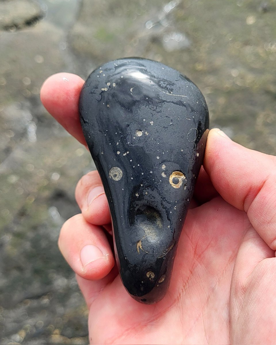 This collection of Goniatite fossils look horrified to see me 😱 County Clare, Ireland.