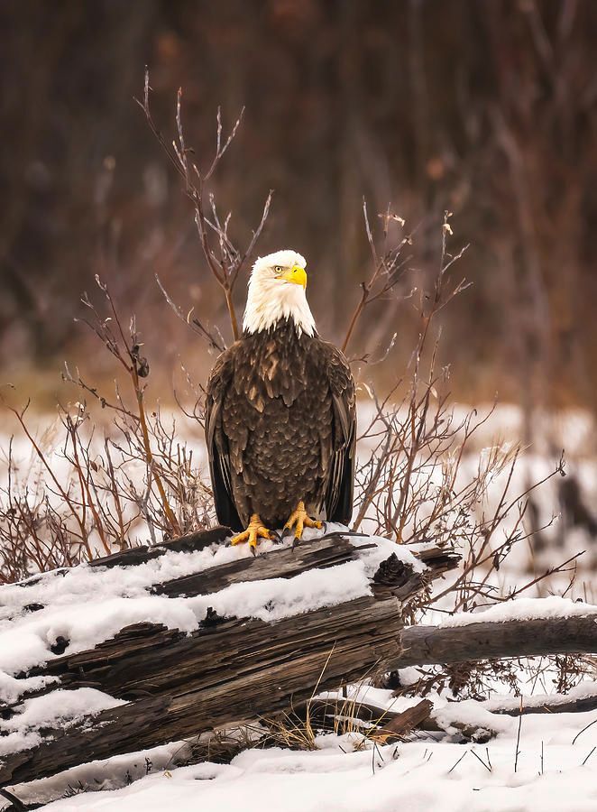 Bald Eagle Perched on a Log Haines Alaska! buff.ly/3TeWYZx #eagle #alaska #baldeagle #perched #snowy #winter #haines #AYearForArt #BuyIntoArt #giftideas @joancarroll