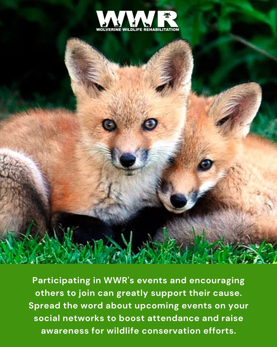 Join WWR events to support wildlife conservation—your participation matters. Spread the word on social media to boost attendance and raise awareness. . Explore further details at bit.ly/3vcbt7R. . #wwr #wolverinewildliferehabilitation #nonprofit #camdenmichigan