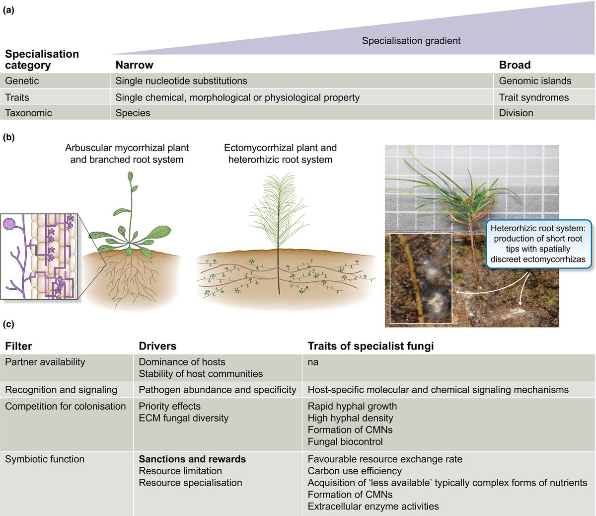 NewPhyt's tweet photo. Maintenance of host specialisation gradients in ectomycorrhizal symbionts

#Viewpoint by @fvoller, @AgnesArdanuy, Andy F. S. Taylor, and @djsoilecol

📖 https://t.co/sVlkRE6V8c

#MycorrhizalResearchNow
@JamesHuttonInst @wileyecolevol https://t.co/CrgEjpXmrU