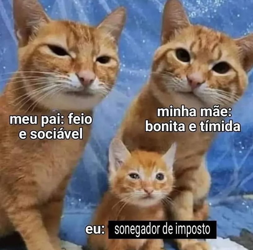 perfil dedicado a gatinhos e peitos (@odeiootaco) on Twitter photo 