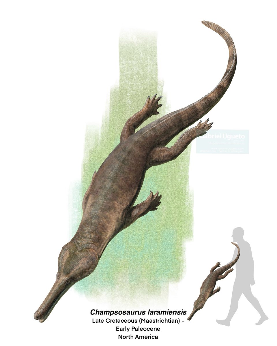 Attention: This is NOT a crocodilian. This is arguably the most famous Choristoderan: Champsosaurus