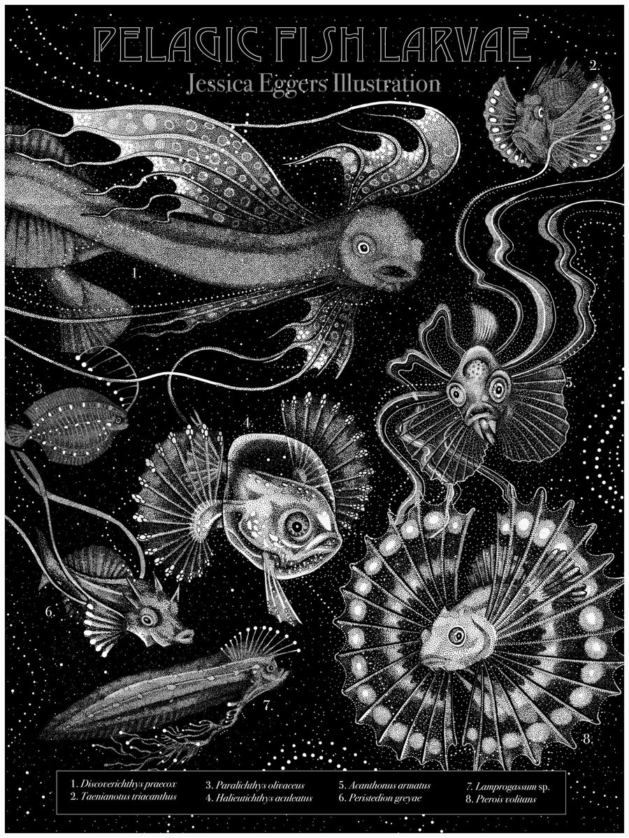 jessi_eggers's tweet photo. A plate of pelagic larval fishes. Many fishes, who as adults are reef bound, have pelagic larvae that travel currents for various amounts of time before settling as a means of dispersal.
 https://t.co/Qnld403Ze8

#fishart #scicomm #sciart #blackwater #diving #fishytheme #haeckel https://t.co/ScKYCzUGal