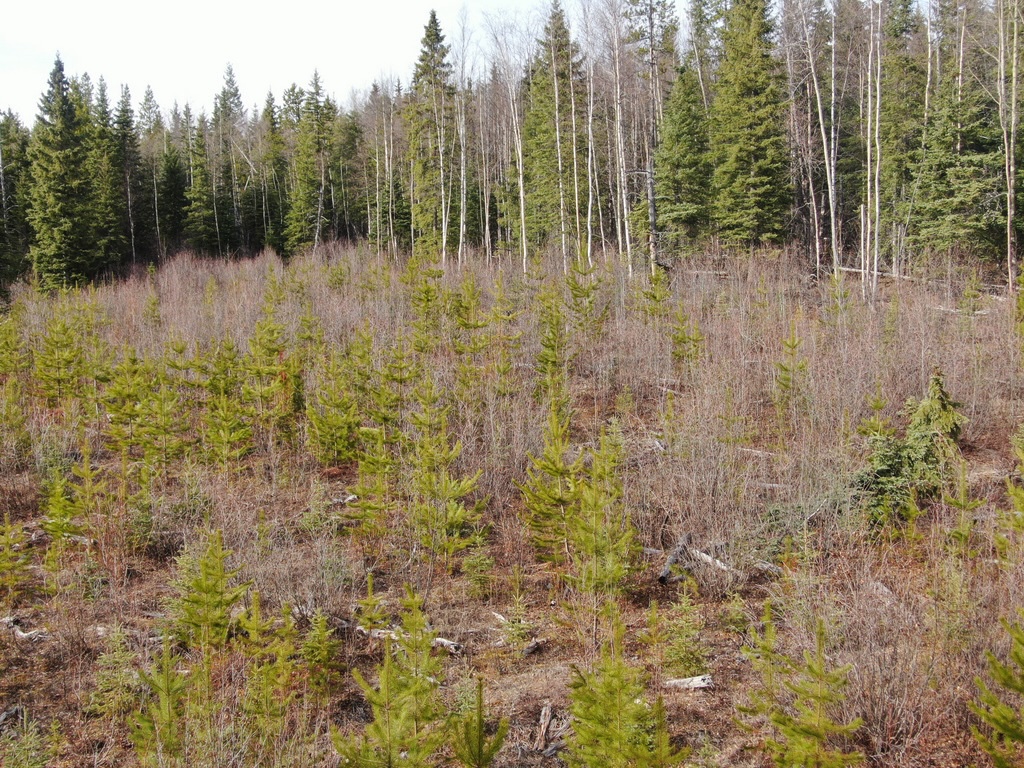 OPINION: Biodiversity creates stability in our forests #cityofpg #northernbc #princegeorgebc @JamesSteidle  #bcpoli #bcforests pgdailynews.ca/index.php/2024…