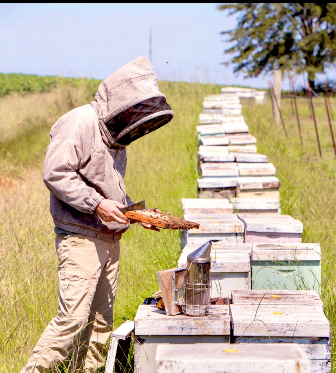 We are offering a summer internship for a traditional catholic young man (18+) to assist/learn in our family beekeeping operation. Room and board included. Valid DL, strong back and even stronger work ethic. In FL & NC - it’s gonna be hot!