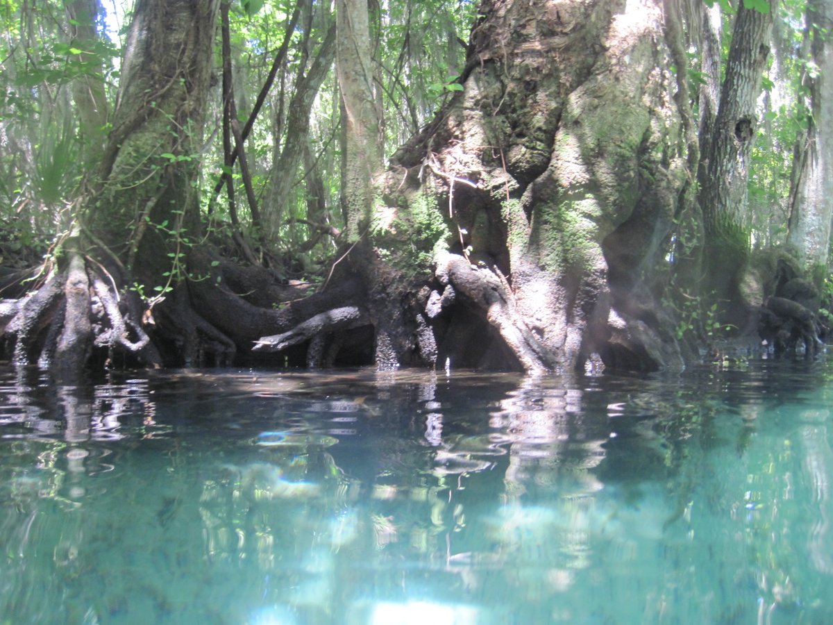 This week on the podcast, @OldFLA and I talked to @flsprngscouncil executive director Ryan Smart about things you can do, big and small, political and nonpolitical, to help protect Florida springs. greatfloridaroadtrip.com/how-you-can-he…