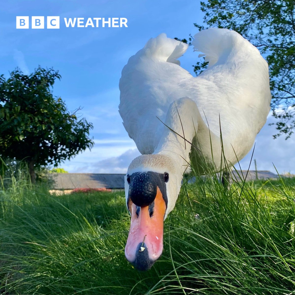 Swanning about on a sunny day in Bedfordshire. Thanks to our BBC Weather Watcher niknak1970. #Sunshine #UKWeather