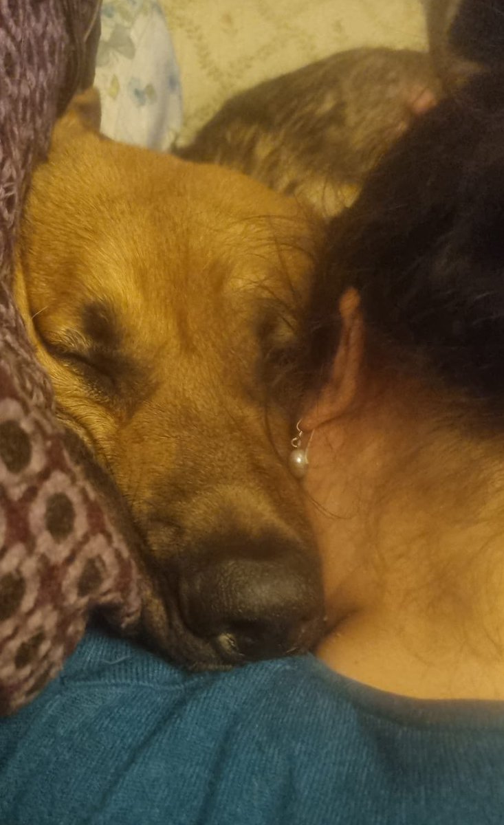 Happiness is knowing your pup closes his eyes when he cwtches (hugs) you 🥰🥹