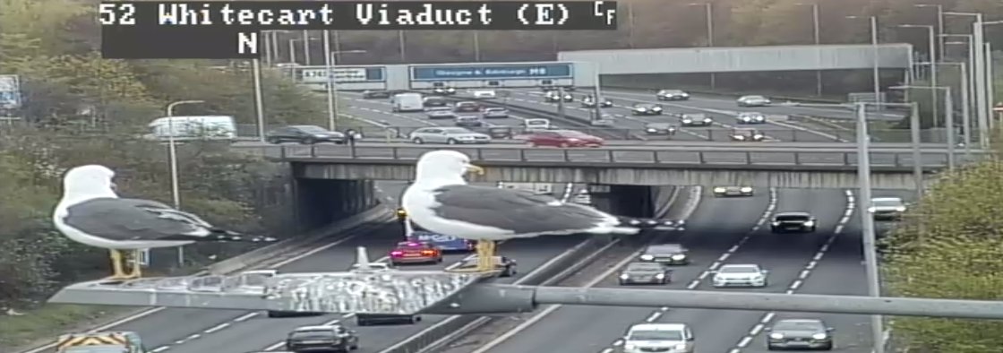 Steve the Seagull has flown back into action at the Whitecart Viaduct and he is not alone👀 

#BirdWatch