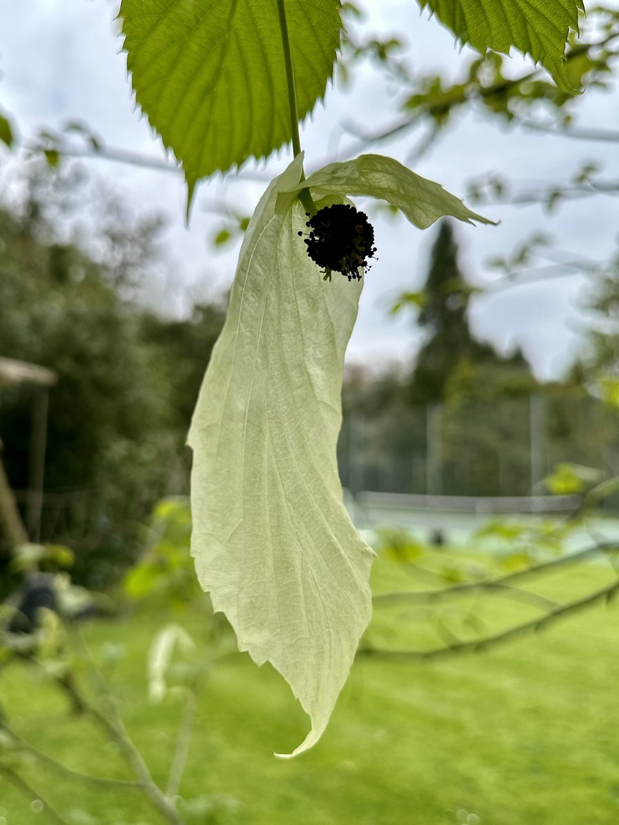 Louise_Venter's tweet photo. ‘Davidia involucrata’ …or ‘handkerchief tree’ flowers are just só beautiful! #garden #plant #tree #design #whote #flowers https://t.co/D1FF3PxQyb