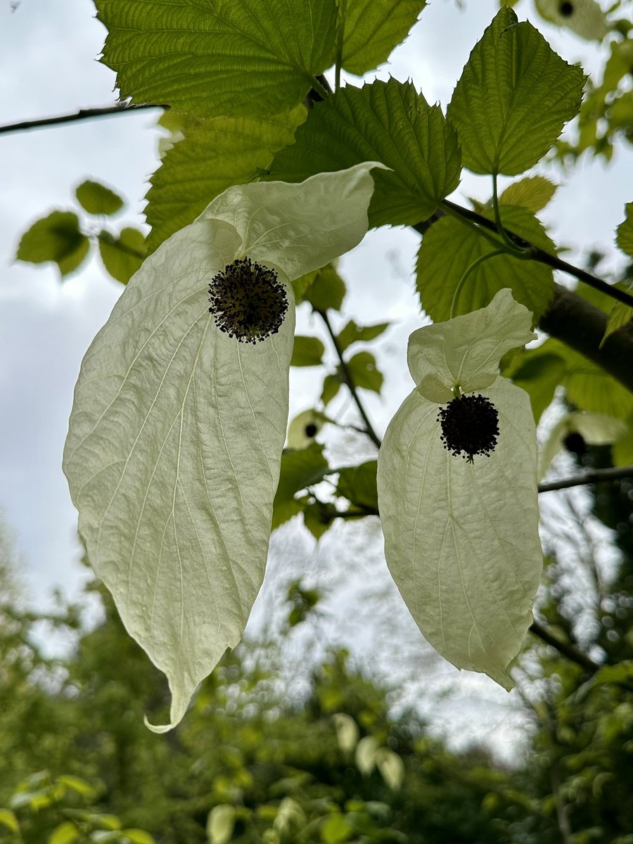 Louise_Venter's tweet photo. ‘Davidia involucrata’ …or ‘handkerchief tree’ flowers are just só beautiful! #garden #plant #tree #design #whote #flowers https://t.co/D1FF3PxQyb