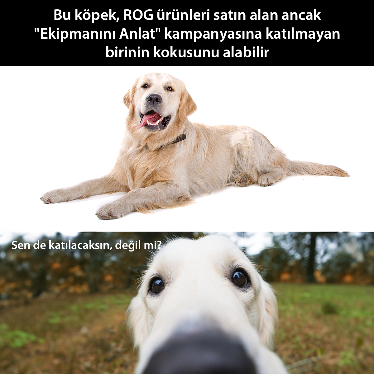 Bu köpeğin #EkipmanınıAnlat Kampanyasına tepkisi her şeye değer!🤣🐶 Ekipmanını Anlat kampanyasına katılmayı unutmayın! asus.com/events/promoti… #ROG #ROGTürkiye