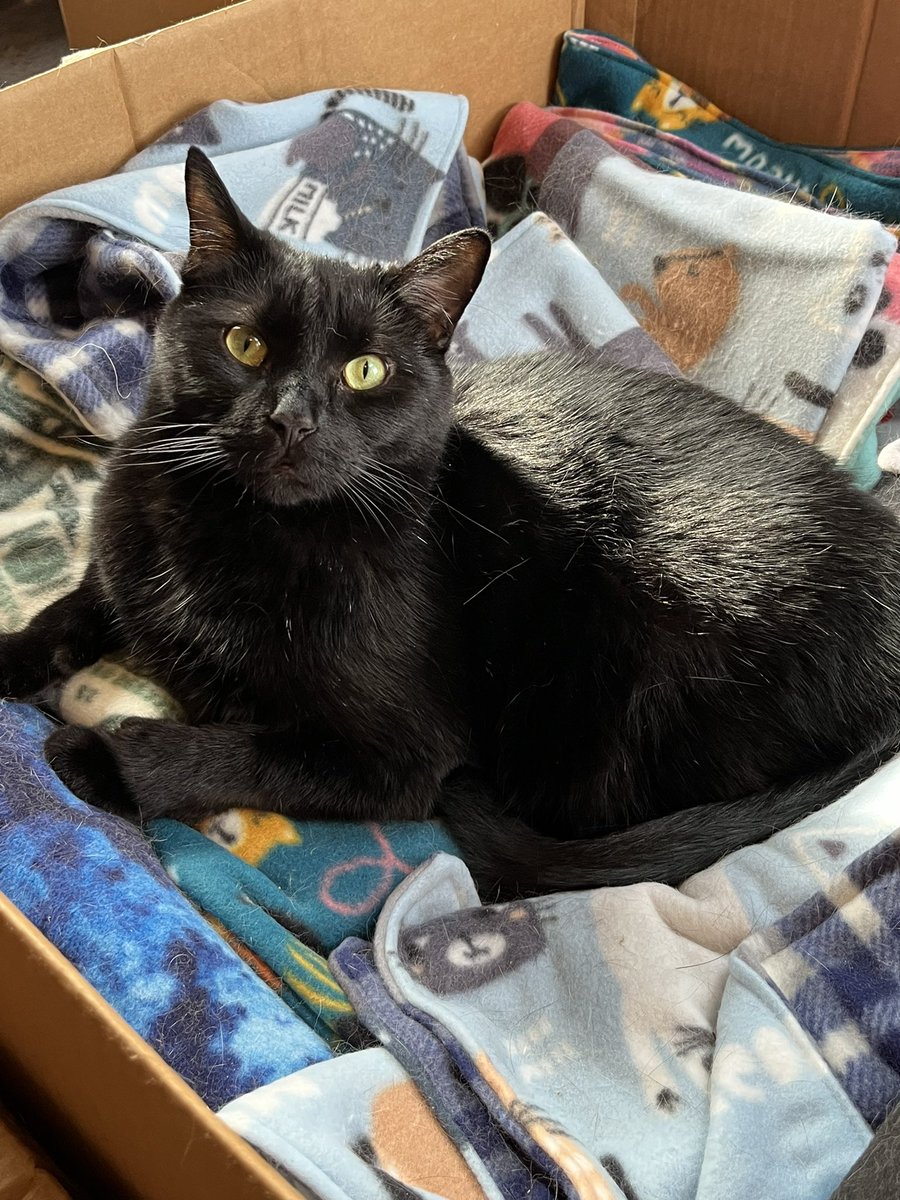 Wishy is still here, still waiting for a home. He’s very comfy in this blanket box but he would like to be even comfier on blankets at your house. He gets along w/other cats & isn’t the type who will constantly pester for attention, but he loves to play. crits4cats.petfinder.com