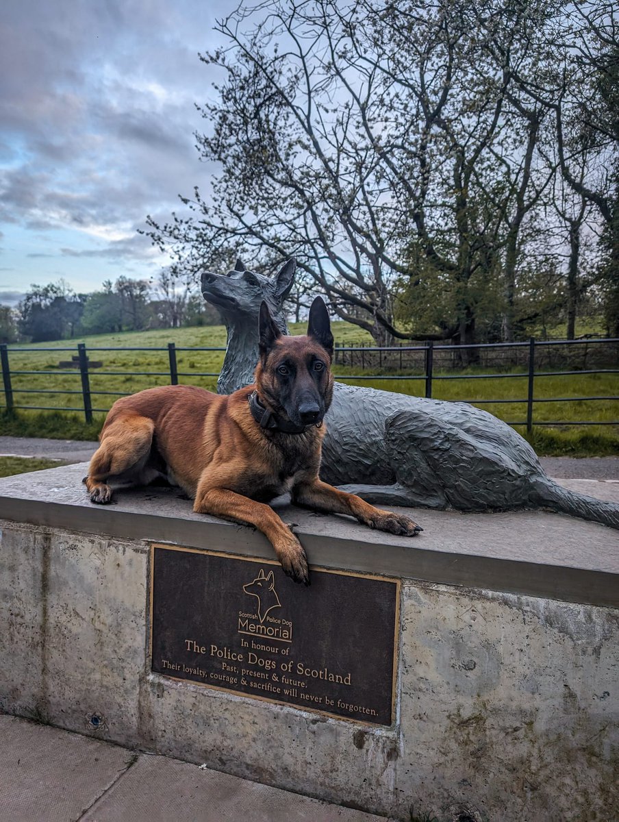 #PDDare had a sunrise visit to the memorial after his nightshift. Hopefully he enjoyed his sleep before his last shift of the set tonight.
#PoliceDogs #WorkingDogs
#PoliceDogsOfTwitter