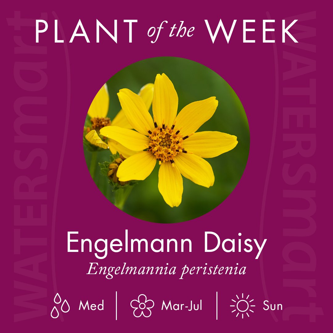Engelmann Daisy has deep roots in Texas, and in the soil! Its long taproot allows it to thrive in full sun and frequent drought conditions, drawing water from deep in the soil for its bright flowers. Learn more about this #WaterSmart plant here: bit.ly/4b47biu