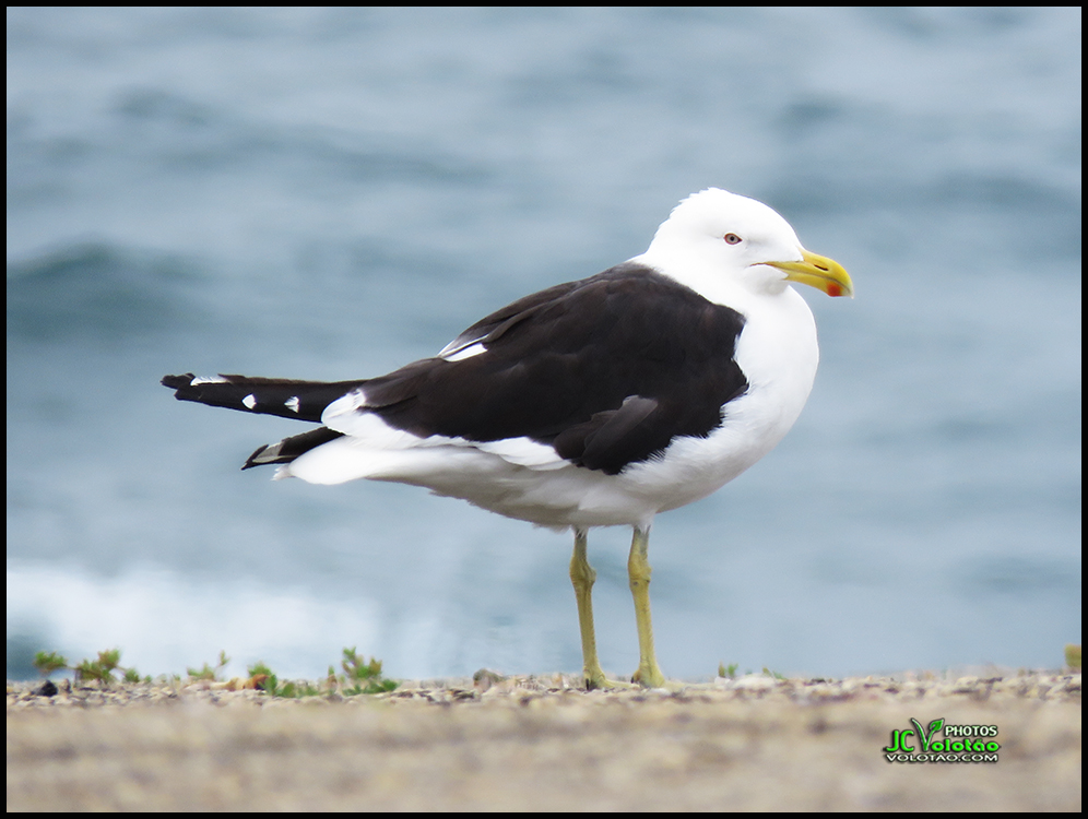 JcVolotao's tweet photo. Copacabana  #aves #bird #birds #birdphotography #avesbrazil #gaivota #jcvolotao #eclipseny #canon #leica #abaf #fotografia #composicaofotografica #fotos #fotoquevende #fotoboa #mentoriadefotografia #fotografoporamor #fotografiaavancada #fotografoprofissional https://t.co/QGgCnpk1Sa