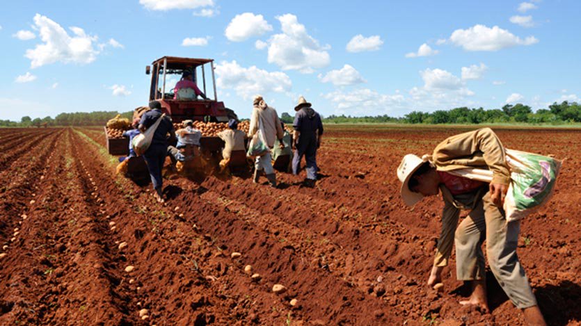 ¡La siembra de alimentos es el primer paso para garantizar una alimentación saludable y sostenible! Cada semilla plantada es una oportunidad para cosechar bienestar y seguridad alimentaria. #ANAPSancristóbal #AgriculturaFamiliar 🌱🍅@FelixDuarteOrte 
@DiazCanelB