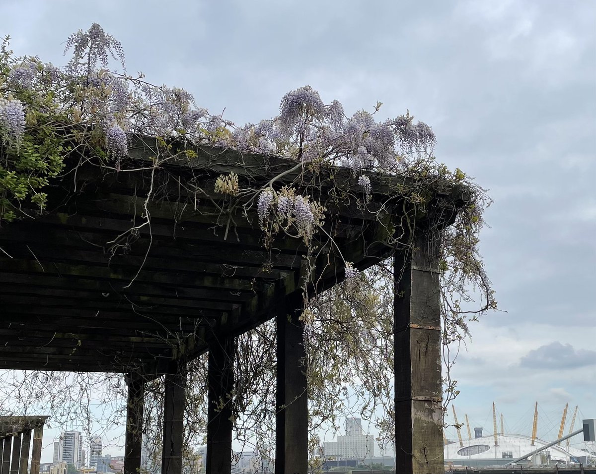 A lovely peaceful morning spent strolling & catching up with my eldest son, Jack 🧡 around the Isle of Dogs & Mudchute City Farm. Wisteria in abundance everywhere 💜