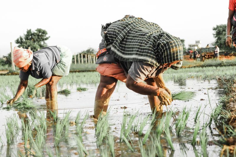 Empowering #WomenInAgriculture #leadership is a strategic move with multiple benefits. By empowering women in #agriculture leadership roles, we're creating more inclusive and equitable workplaces while driving positive change across entire communities and the planet.