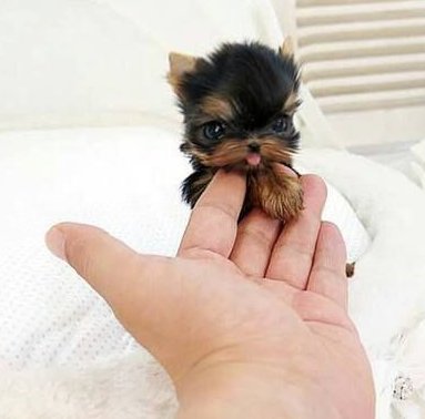 Baby Yorkshire terrier.🖤🧡🩷