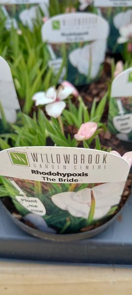 Willowbrook tweet media