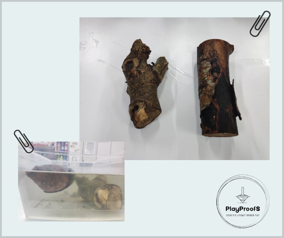 PlayProofS's tweet photo. What will happen when we throw these two small tree trunks into the water? 
Look at the bottom left picture... as you can see one log is "lighter for its size" and the other, is "heavier for its size" even though the submerged log is smaller than the other! https://t.co/gPQWkBarN5