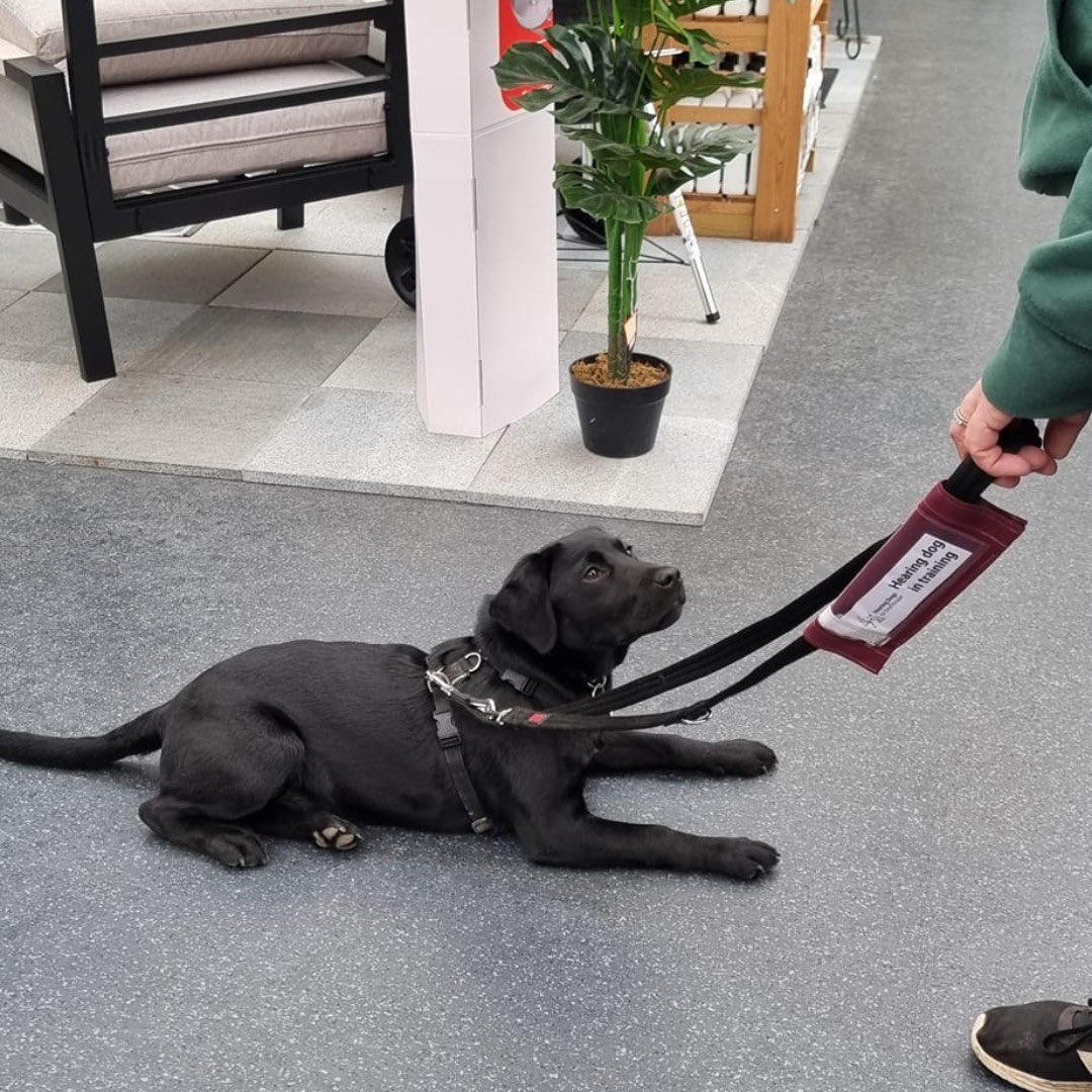 Marvellous Myrtle went to visit the garden centre 🪴 She did a super job practising her cues, like 'down' and 'wait' as well as keeping her focus on her volunteer trainer. When it comes to exploring public spaces, garden centres are the perfect introduction for our pups 🐾