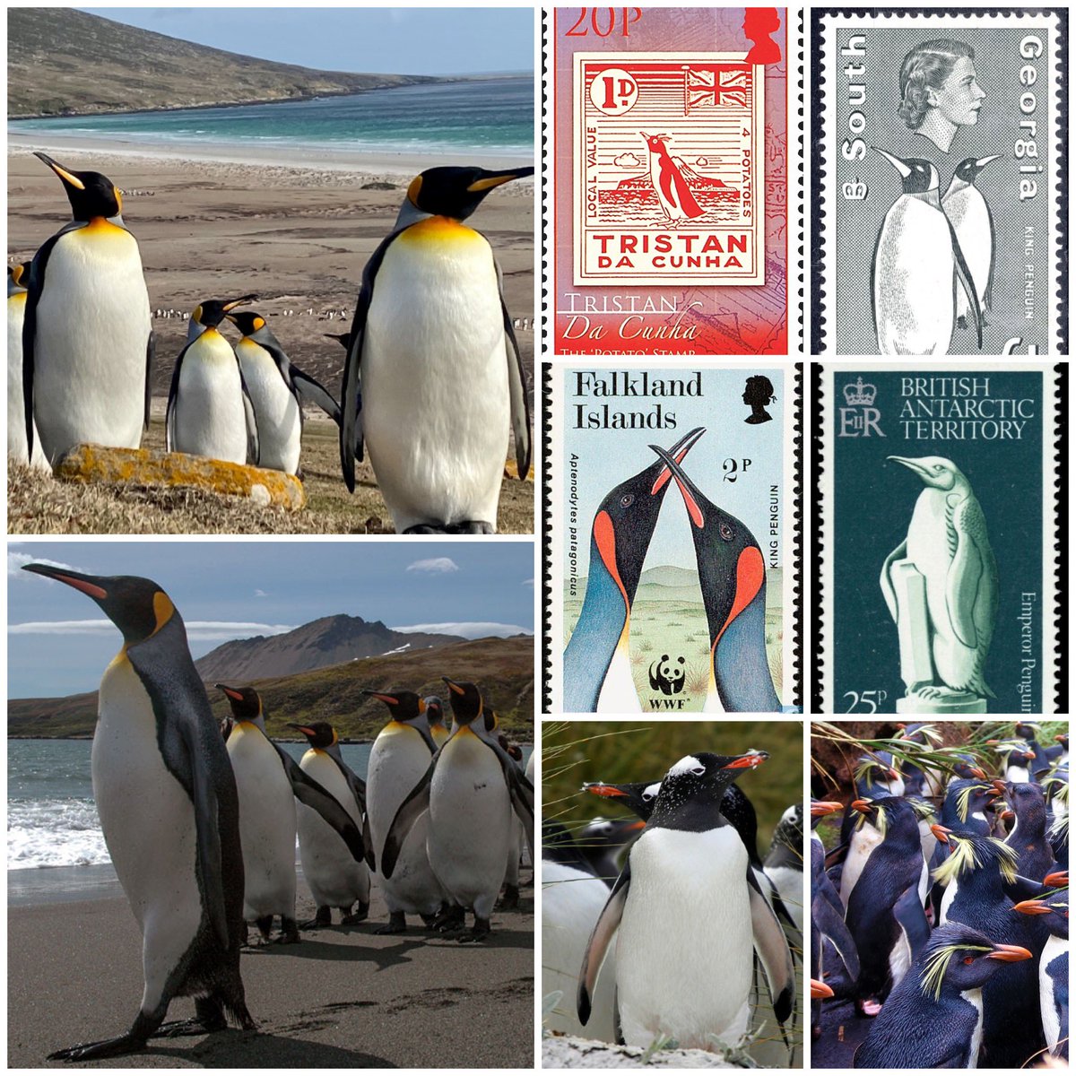 🐧Happy #worldpenguinday.The 🇬🇧 Overseas Territories play an important role in protecting globally important habitats, including millions of #penguins in the #falklandislands 🇫🇰,#southgeorgia, #Tristandacunha & #antartica